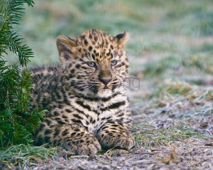 cheetah cub lying predator wallpaper High-resolution transparent PNG images set