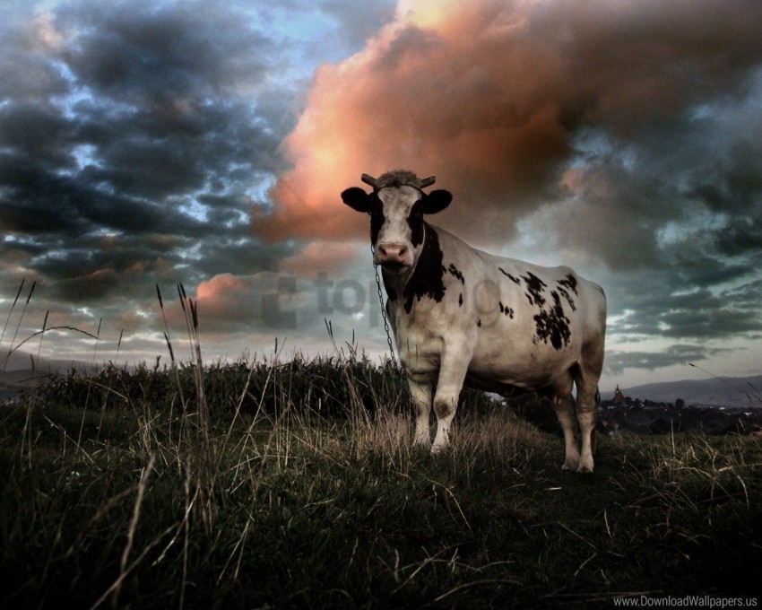 cloudy cow field grass wallpaper PNG with Clear Isolation on Transparent Background