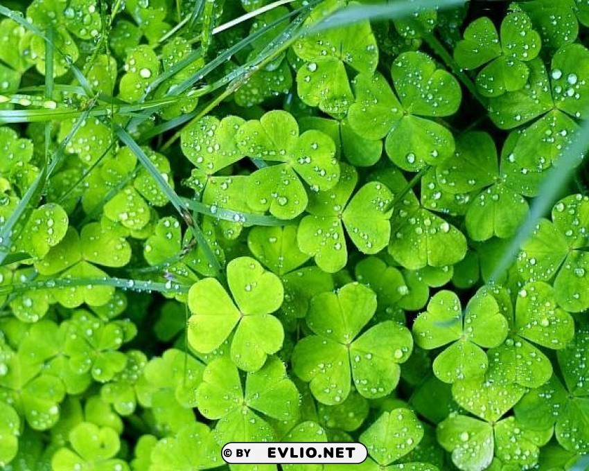 Clovers Isolated Item On Transparent PNG