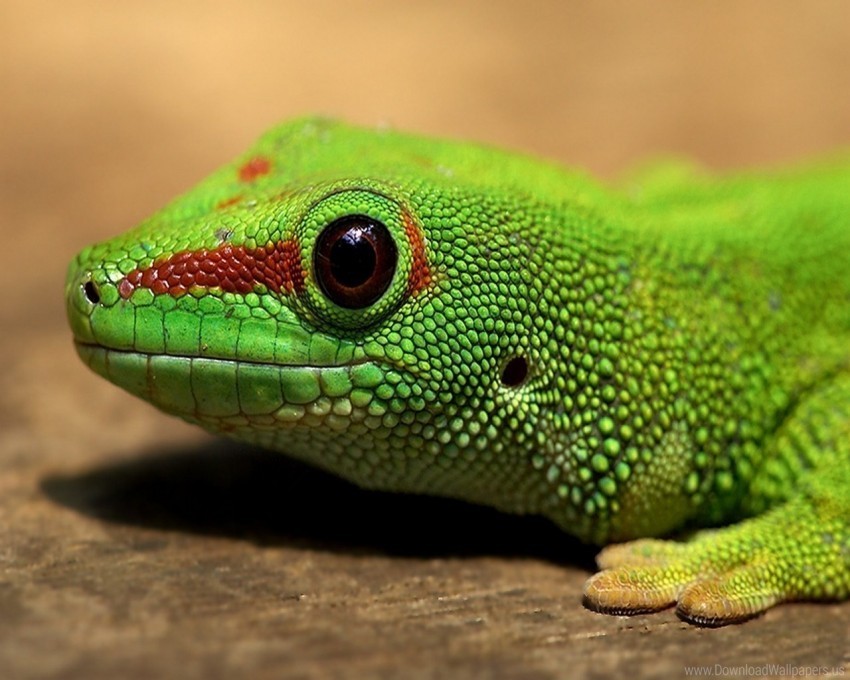color eyes lizard reptile wallpaper Isolated Graphic on Clear Transparent PNG