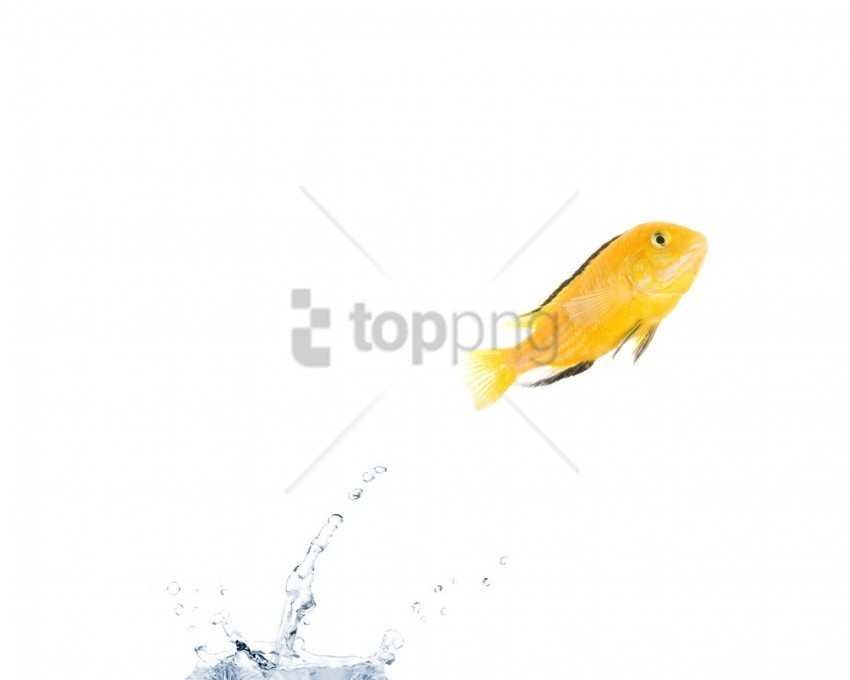 color fish jump water wallpaper Isolated Character in Transparent PNG