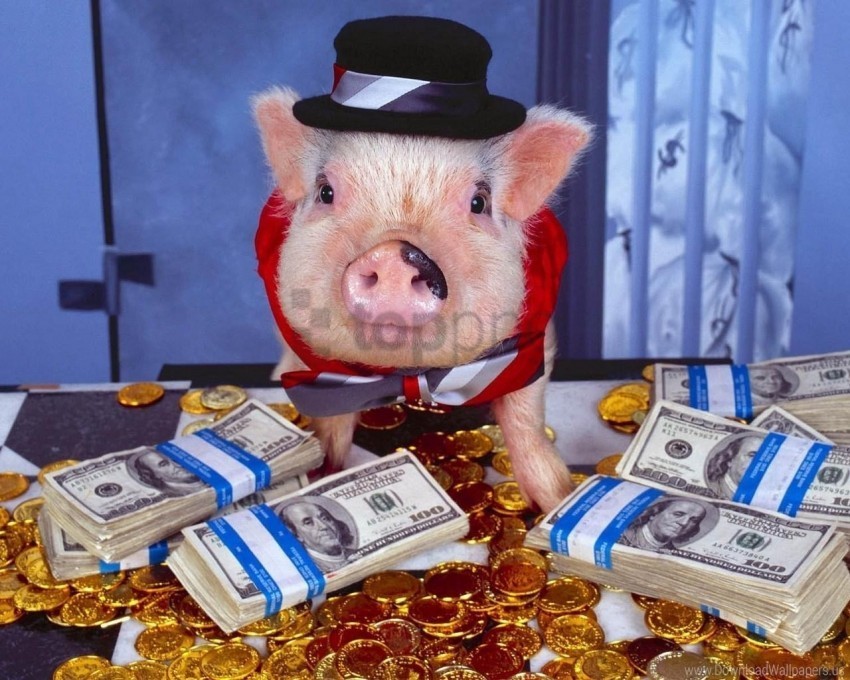 costume gold hat money pig wallpaper HighQuality PNG Isolated Illustration