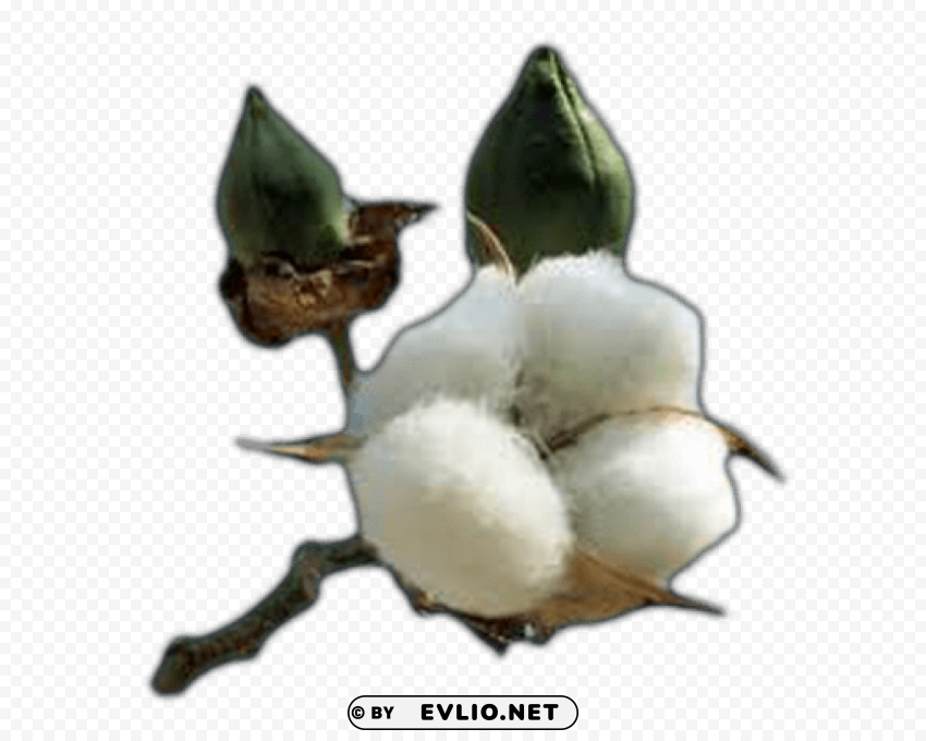 PNG image of cotton free Transparent PNG graphics complete collection with a clear background - Image ID 801fda16