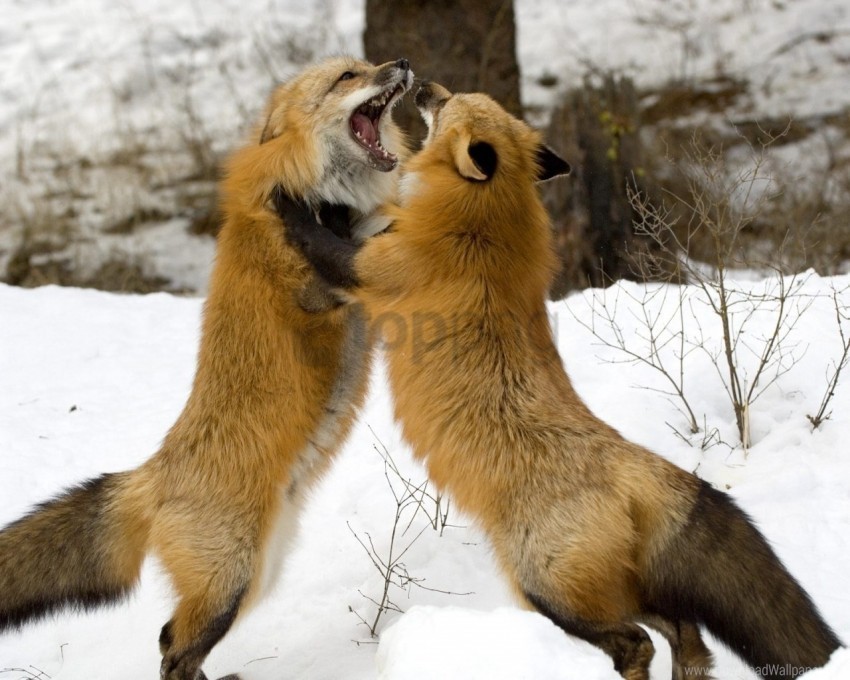 couple fight fox foxes snow wallpaper Transparent graphics