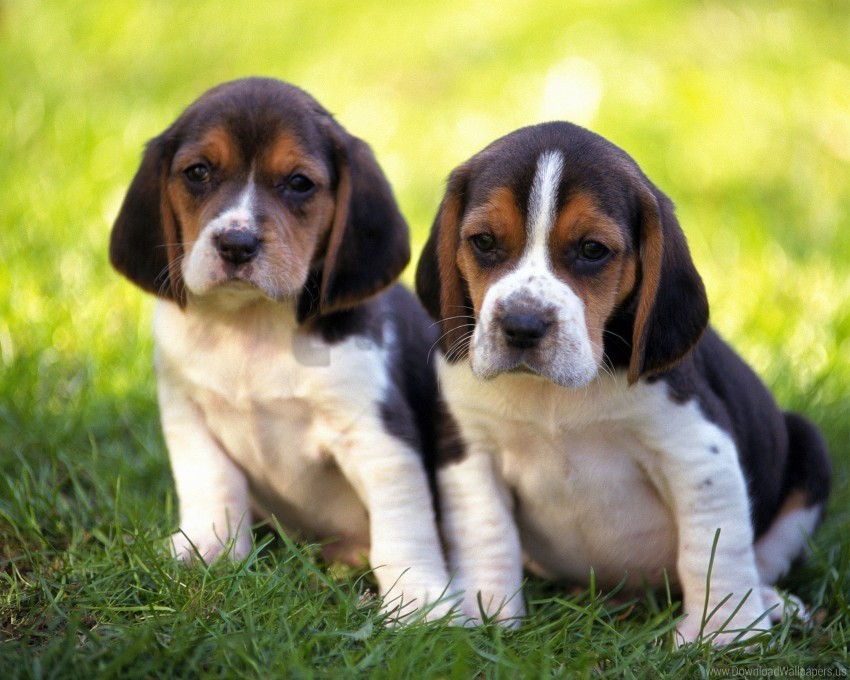 couple grass puppies wallpaper PNG images free download transparent background