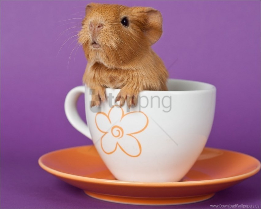 cup ears guinea pig sitting wallpaper Free PNG transparent images