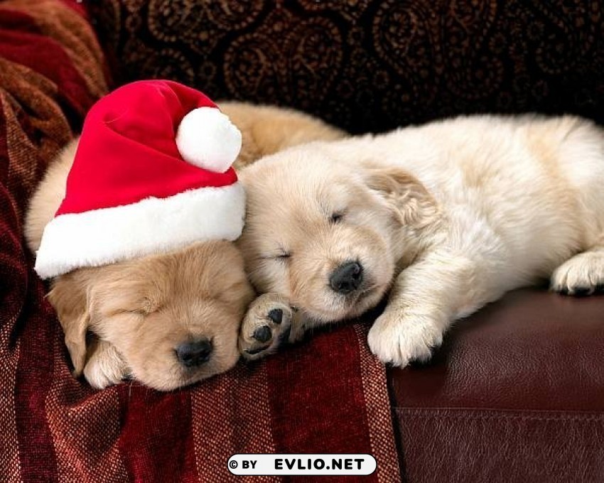 cute christmas wallpaper with two puppies Transparent PNG Isolated Graphic with Clarity