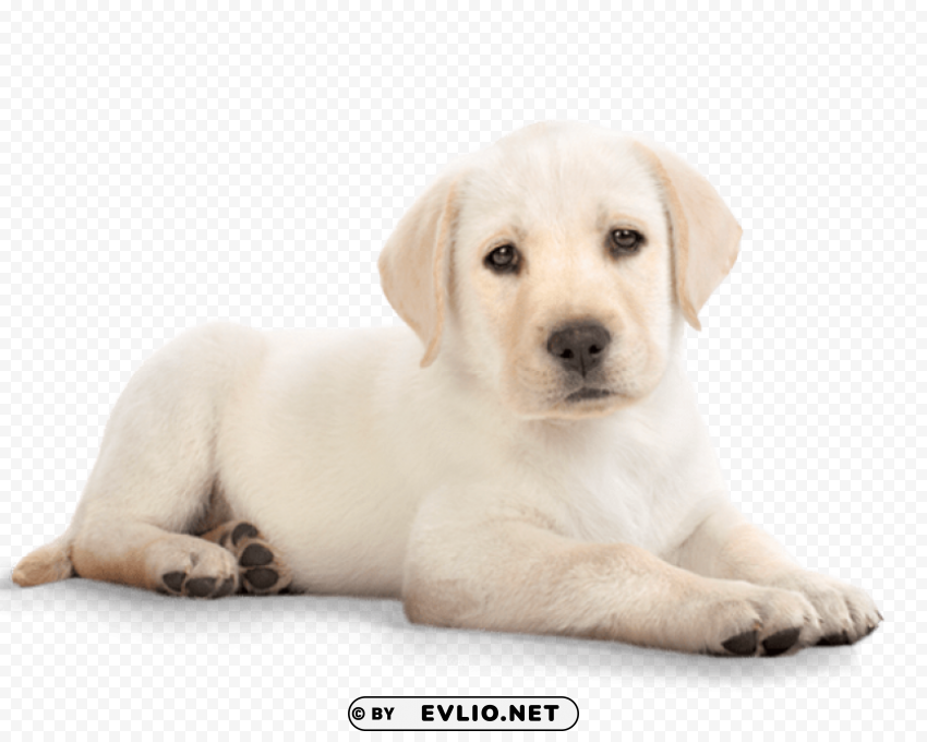 dog PNG art png images background - Image ID 13d0b3ab