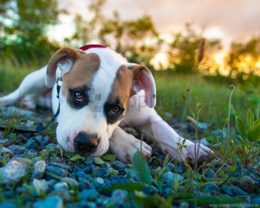 dog grass lie look puppy sadness wallpaper PNG images with alpha transparency bulk