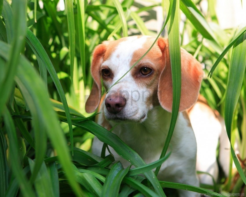 Dog Grass Observation Puppy Wallpaper HighQuality Transparent PNG Isolated Artwork