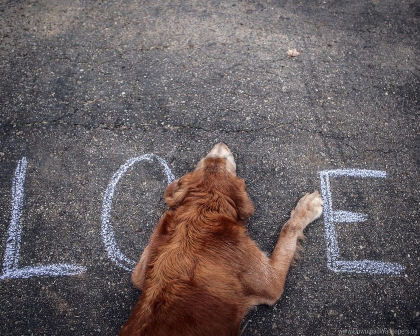 Dog Love Street Text Wallpaper PNG No Watermark