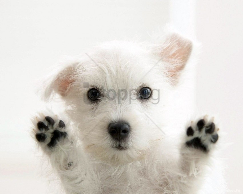 dogs furry paws wallpaper PNG images with alpha transparency wide selection
