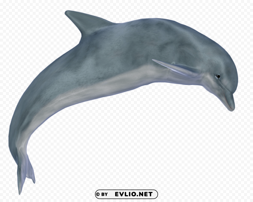 Dolphin PNG files with clear backdrop assortment