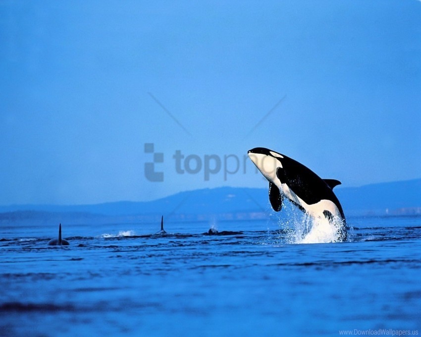 dolphin jump sea sky wave wallpaper Isolated Icon on Transparent PNG