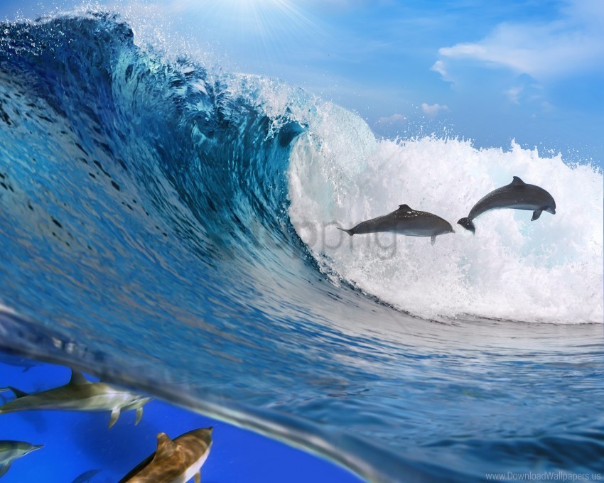 dolphins freedom ocean wave wallpaper PNG transparent design bundle