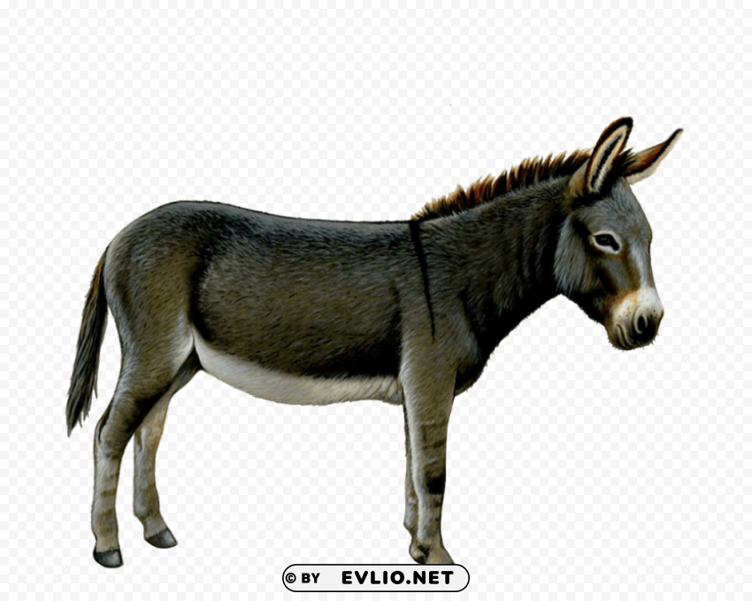 donkey PNG files with transparent elements wide collection