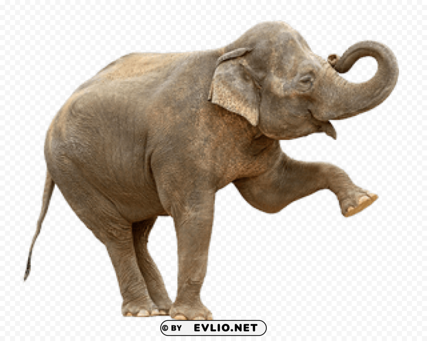 elephant PNG images with no royalties