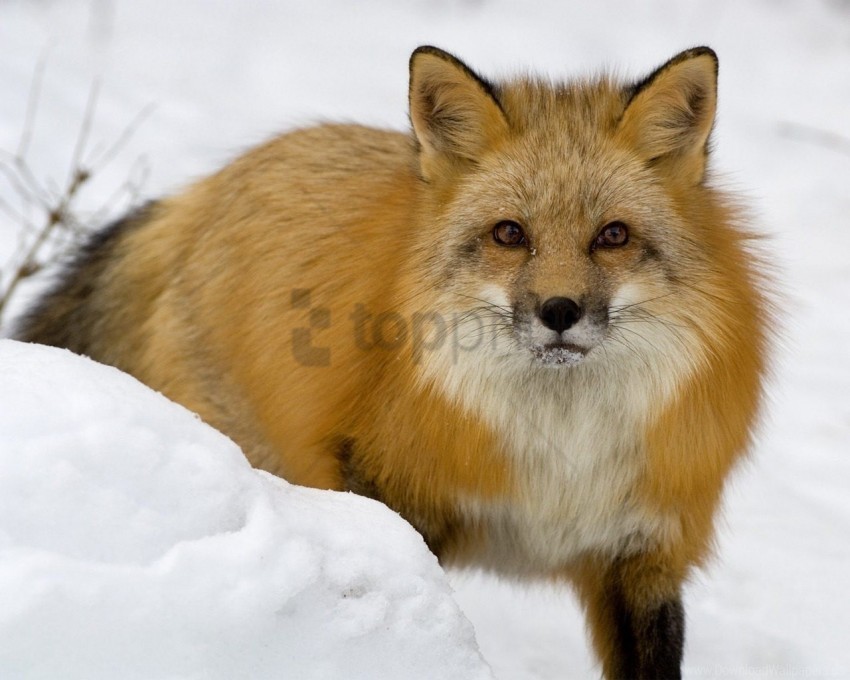 eyes face fox predator snow wallpaper Isolated Icon on Transparent PNG