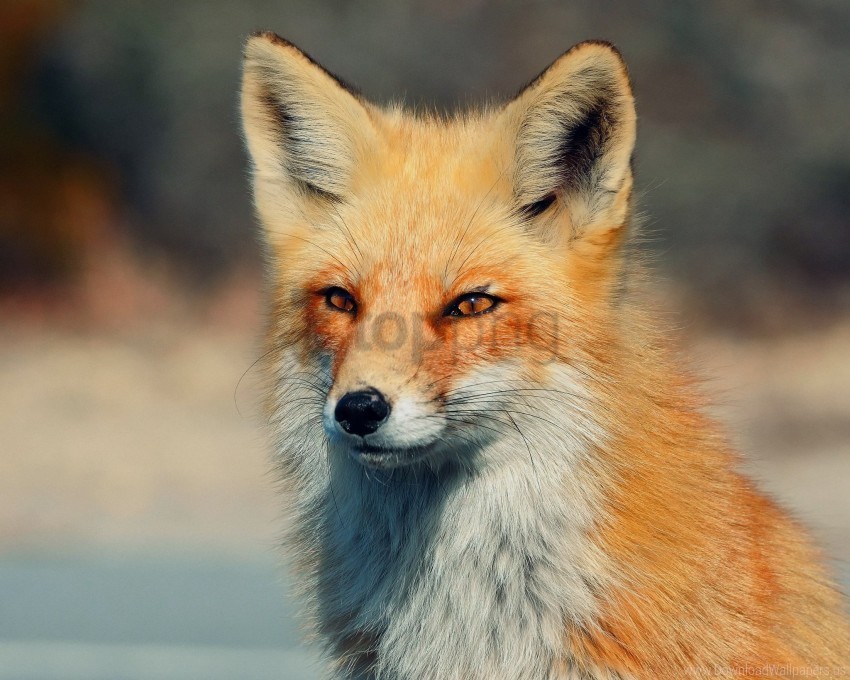 eyes fox look wallpaper PNG for online use