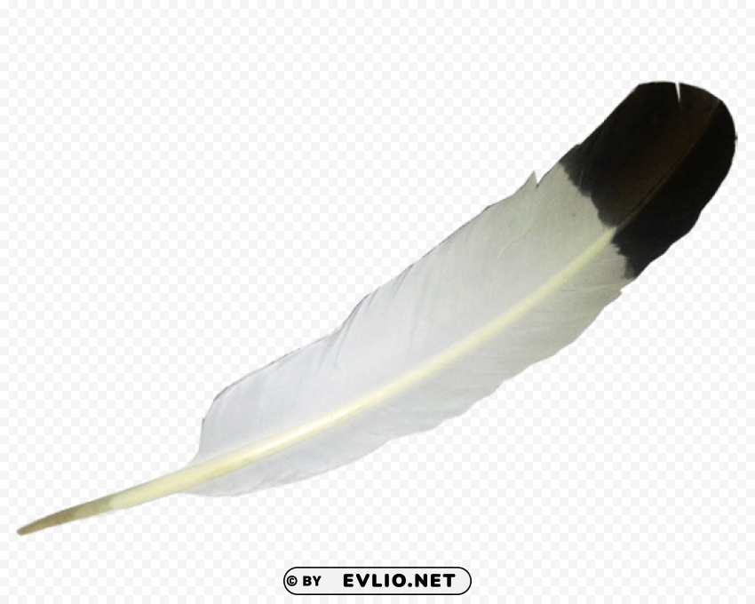 Feather PNG With Alpha Channel