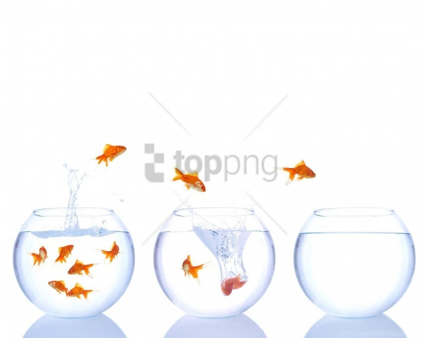fish fish tanks jump splash water wallpaper Isolated Graphic on Clear PNG