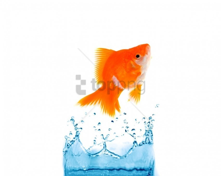 fish jump splash wallpaper Isolated Icon with Clear Background PNG