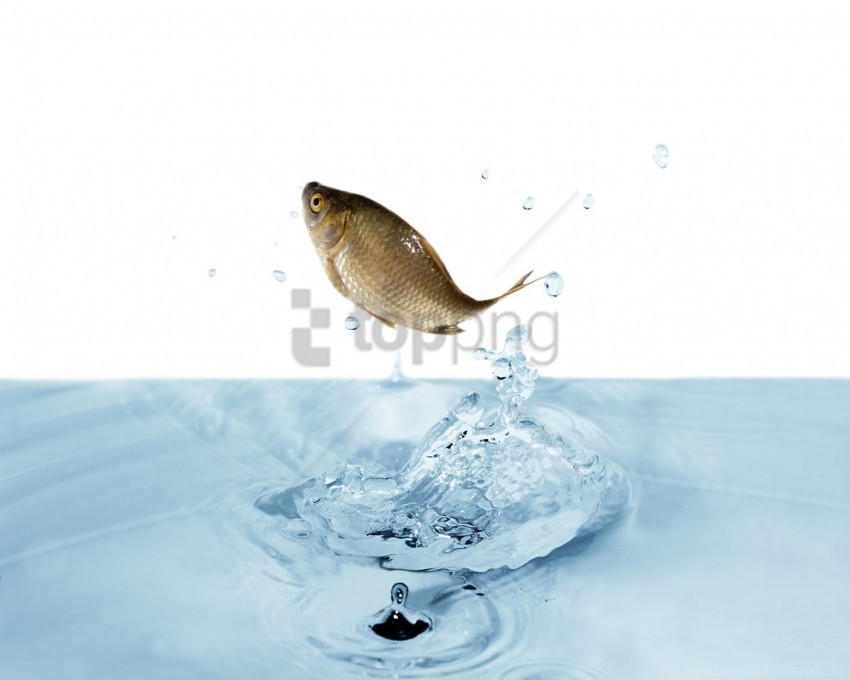 fish jump splash water wallpaper PNG Image with Transparent Isolated Graphic Element