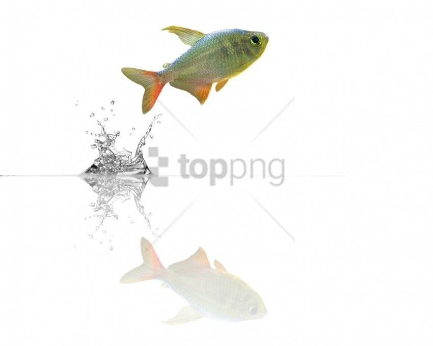 Fish Jump Water Wallpaper PNG With Transparent Backdrop