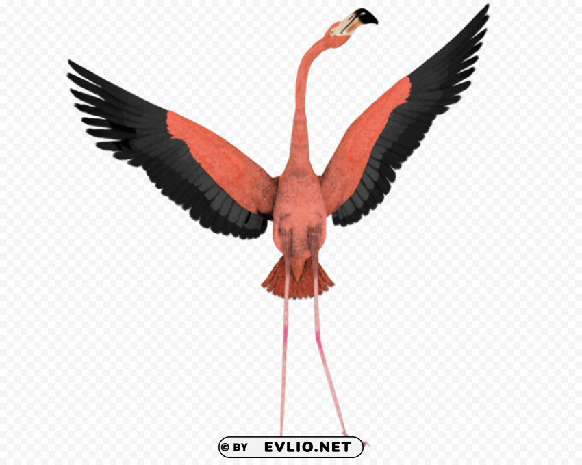 flamingo ClearCut Background PNG Isolated Element