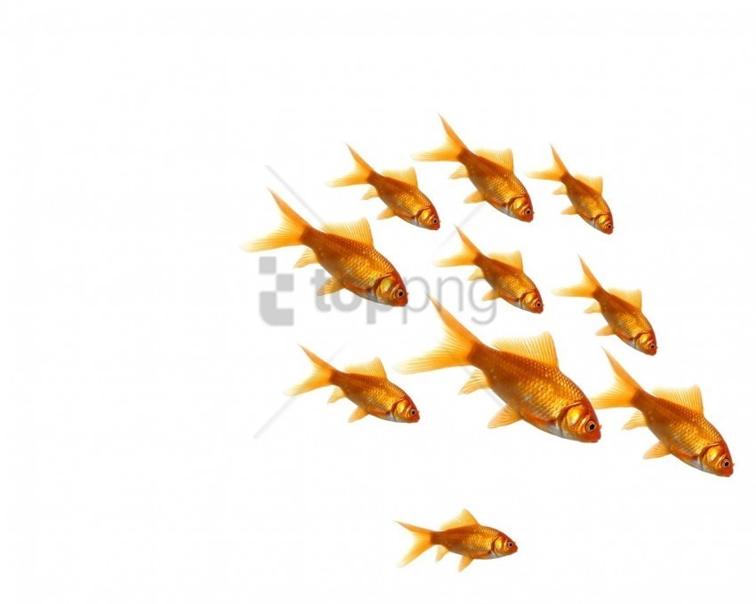 gold fish jump swim wallpaper Transparent background PNG artworks