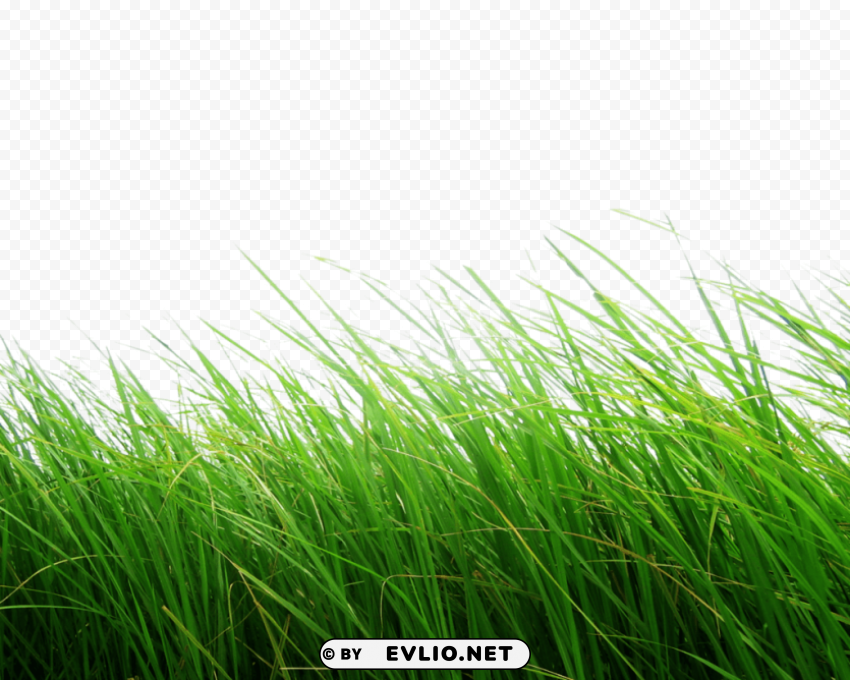 grass Isolated Artwork in Transparent PNG