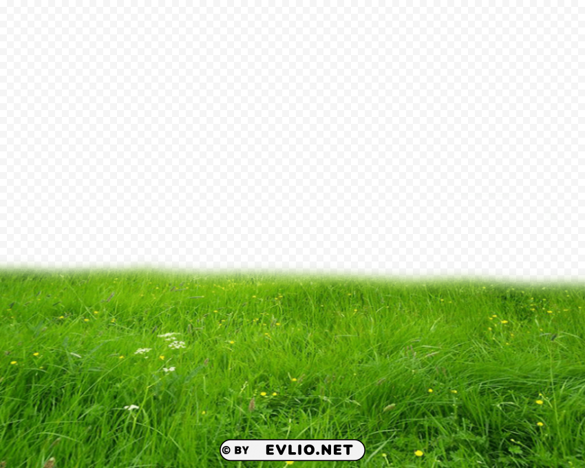 grass high-quality PNG images with no background comprehensive set