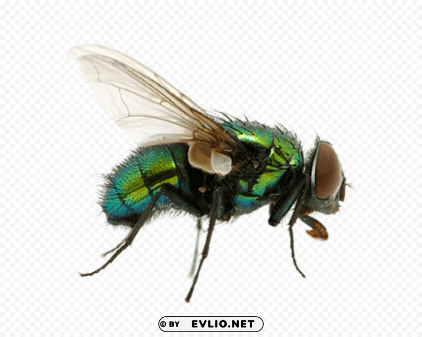 green fly Isolated Element in Clear Transparent PNG