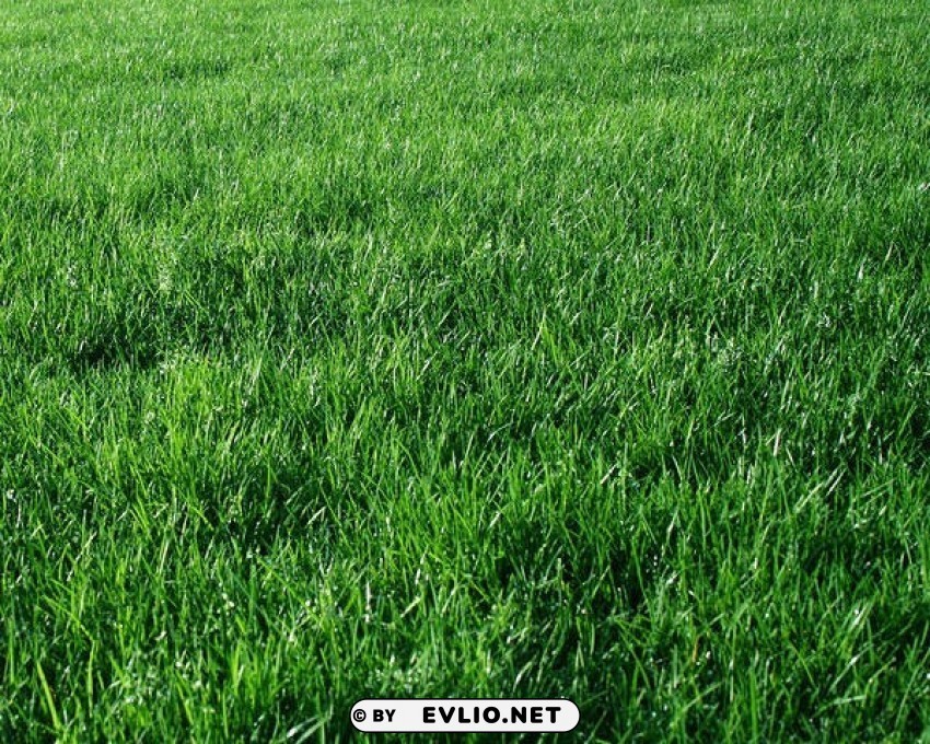 Green Grass Clean Background Isolated PNG Art