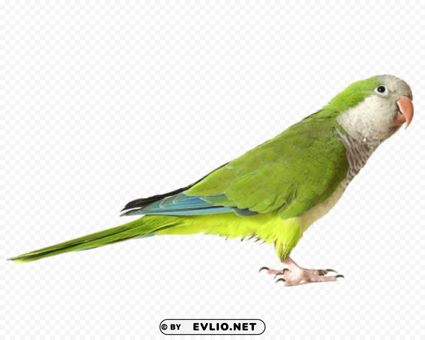 green parrot PNG files with no background wide assortment