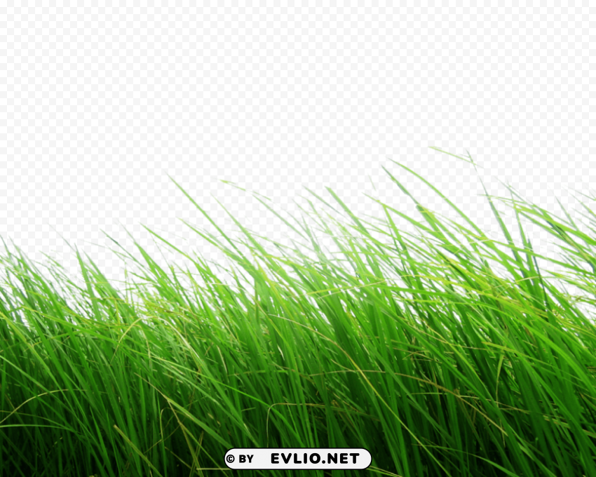 High Grass PNG Graphics With Clear Alpha Channel Selection