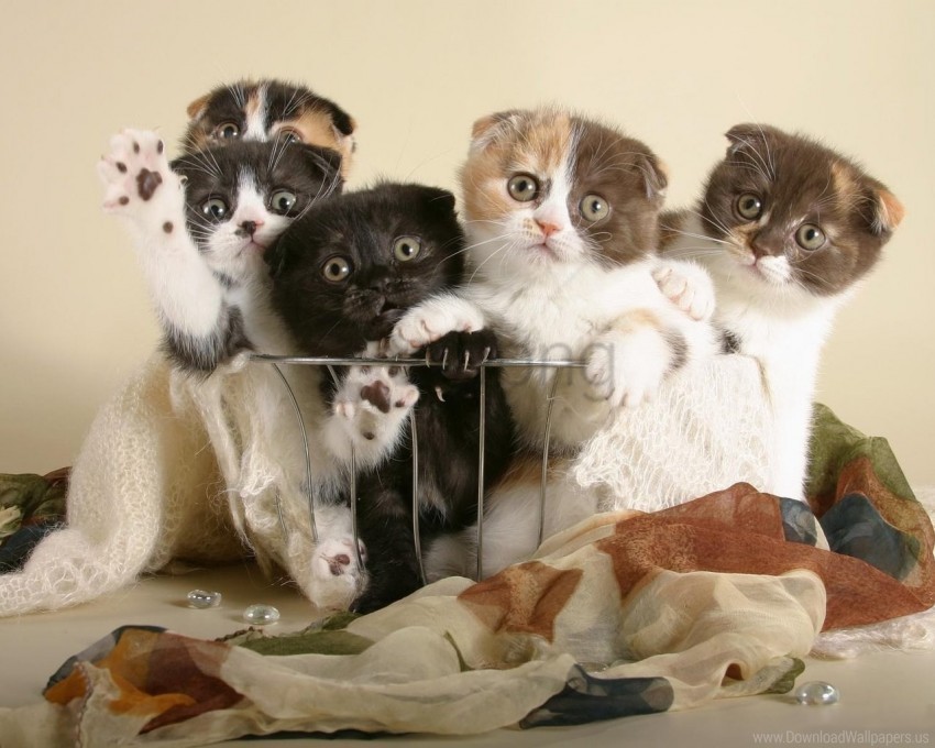 interesting kittens many shopping wallpaper Clean Background Isolated PNG Graphic Detail