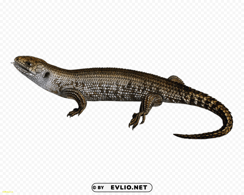 lizard PNG with Clear Isolation on Transparent Background