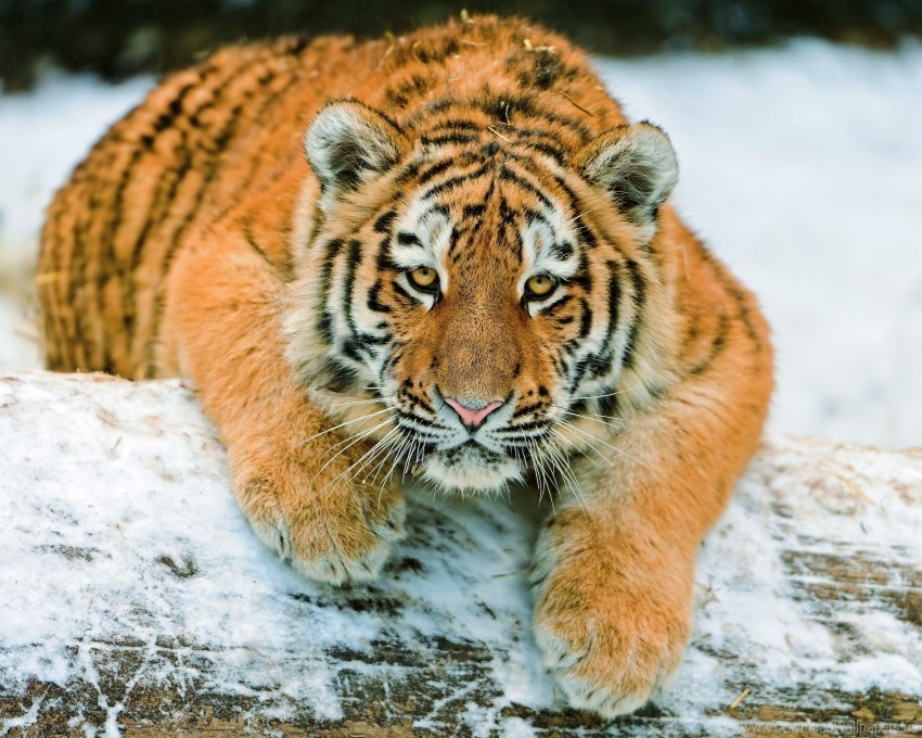 lying predator snow tiger cub wallpaper PNG images for graphic design