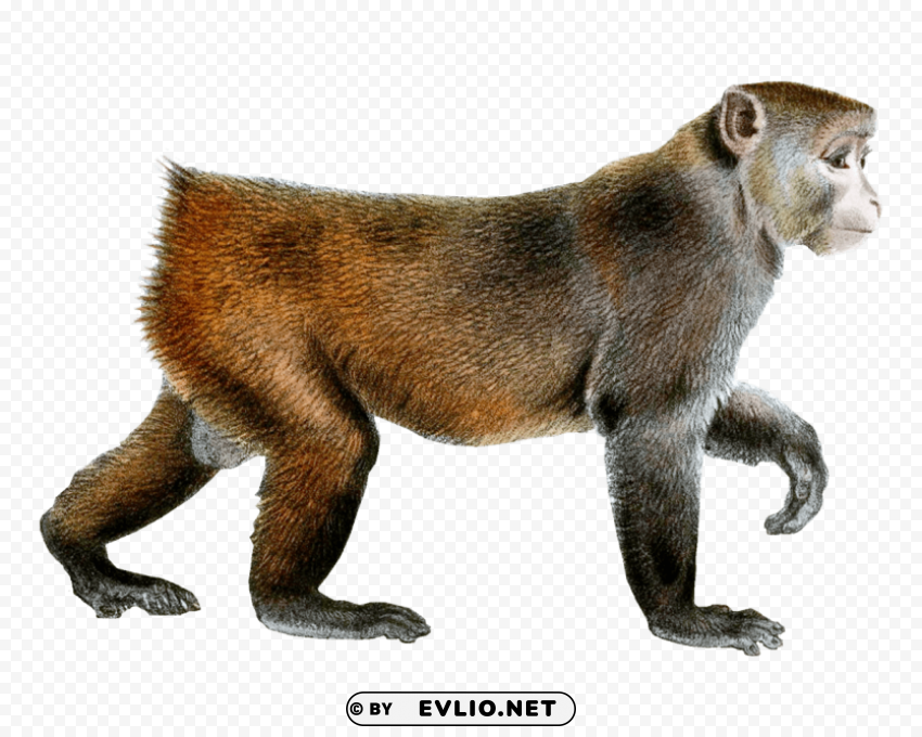 macaque Transparent PNG Isolated Illustration