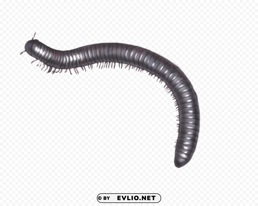 millipede illustration Isolated PNG Element with Clear Transparency