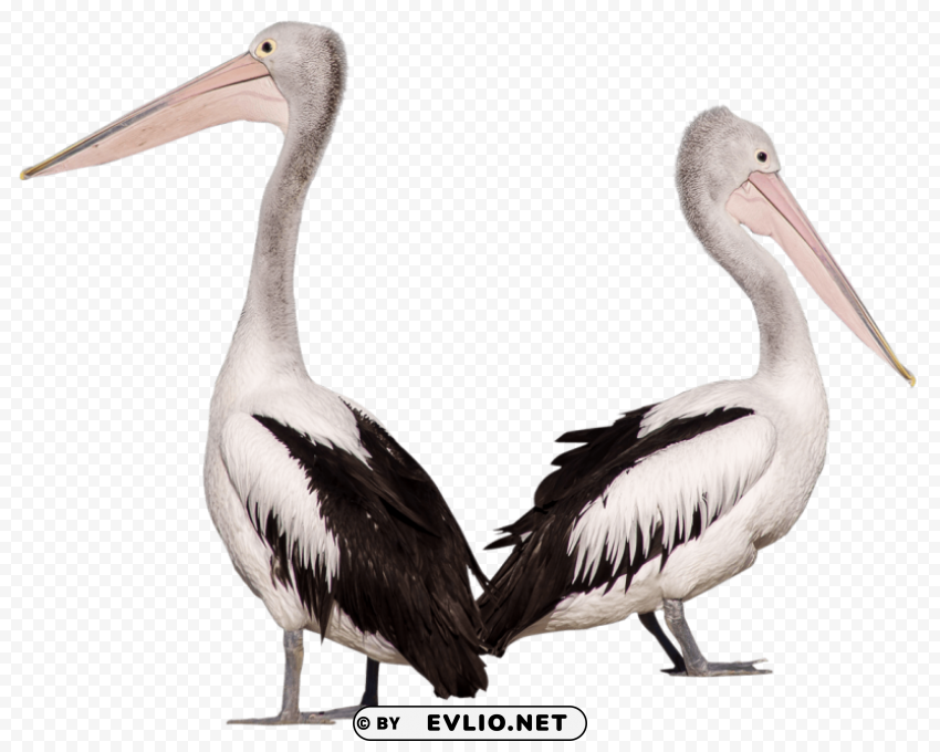 Pelican Bird PNG with clear background set