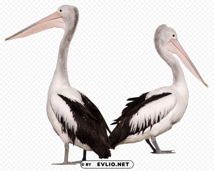 pelican birds Isolated Artwork in HighResolution Transparent PNG