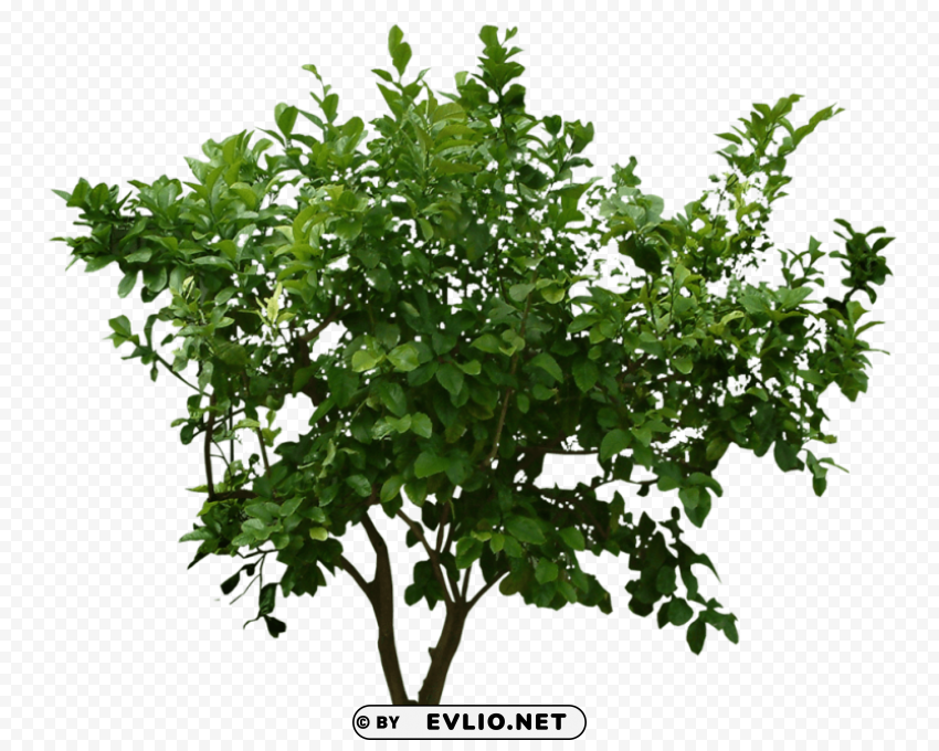 plants PNG clipart with transparency