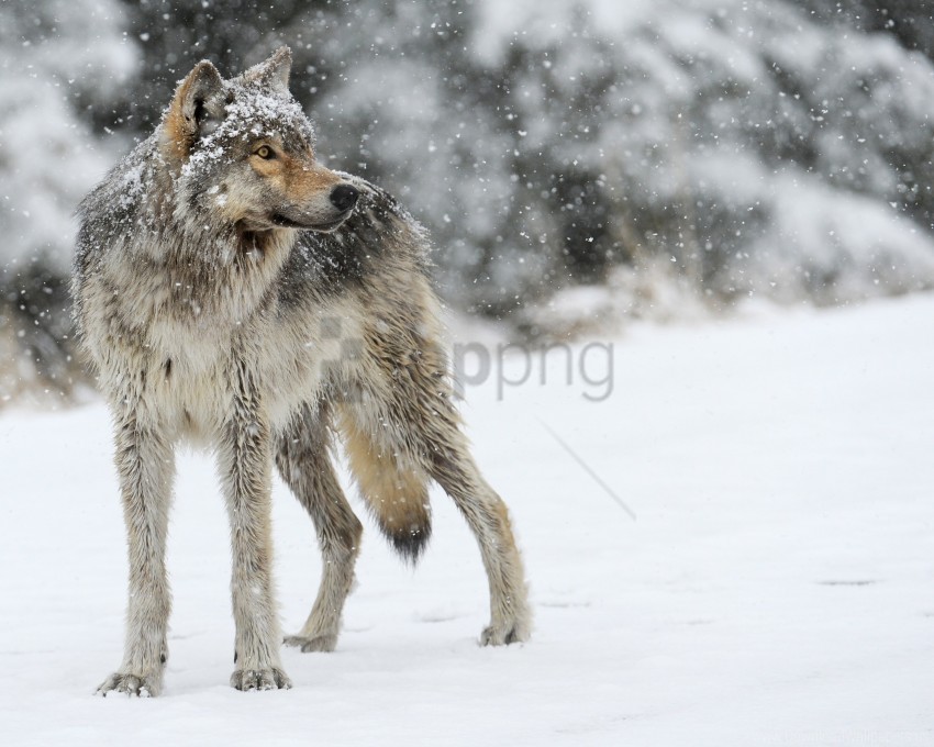 predator snow winter wolf wallpaper Isolated Design Element in Transparent PNG
