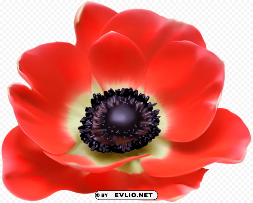 PNG image of red flower PNG images with transparent canvas assortment with a clear background - Image ID d4c56033