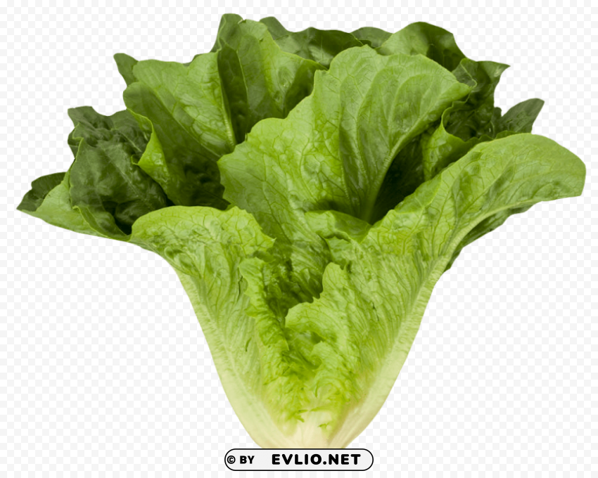 romaine cos lettuce Isolated Artwork on Clear Background PNG