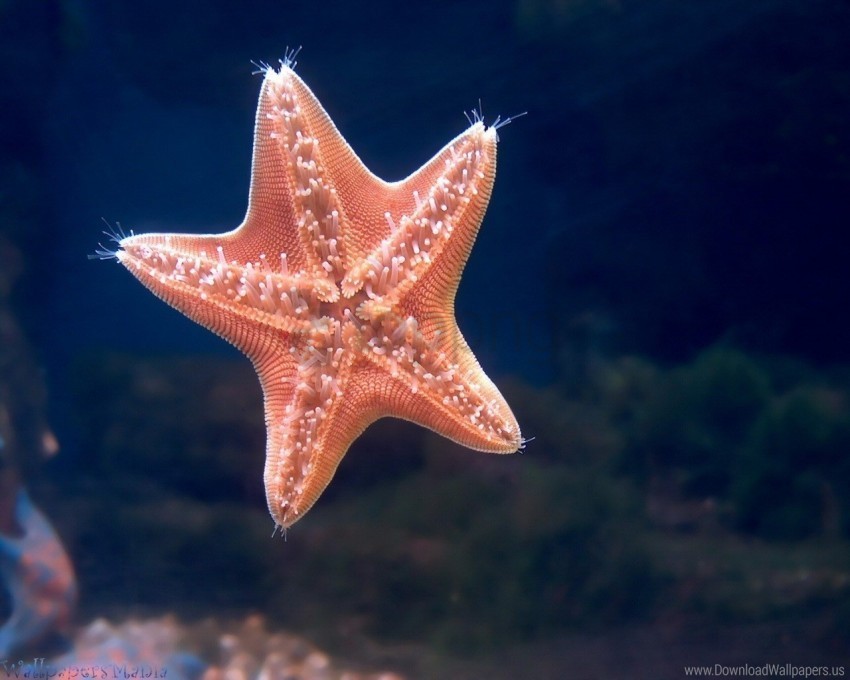 sea starfish swimming underwater wallpaper Isolated Item on Clear Background PNG