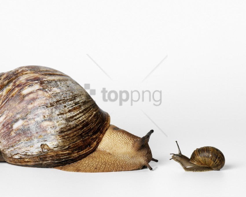 snails view white background wallpaper PNG files with no royalties