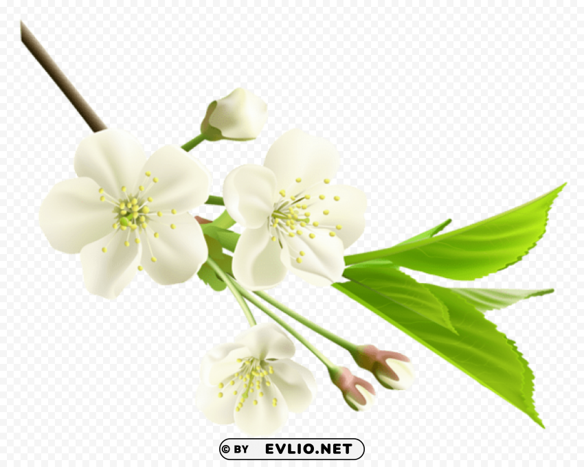 spring branch with white tree flowers PNG images with high transparency